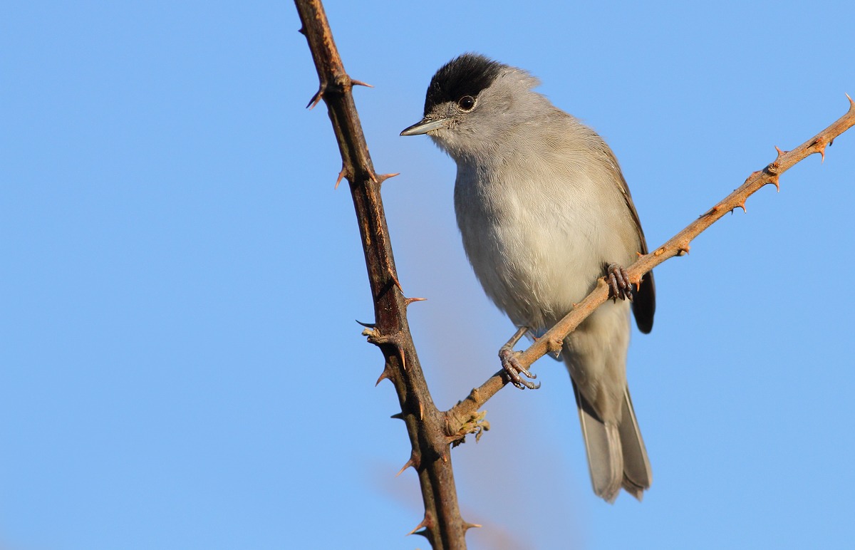blackcap