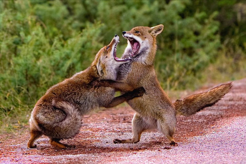 Contesa territoriale