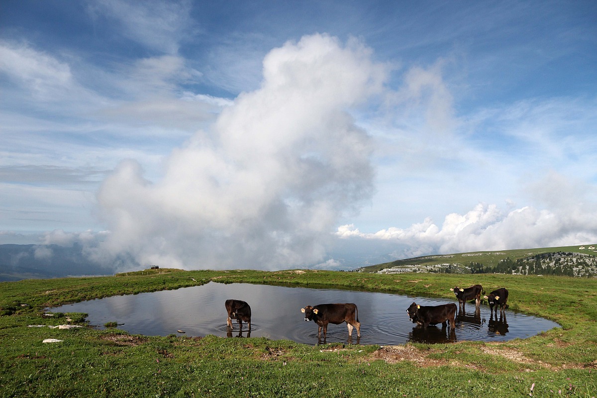 Cows in Malga