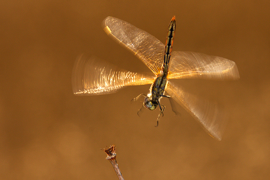 Atterraggio dal basso