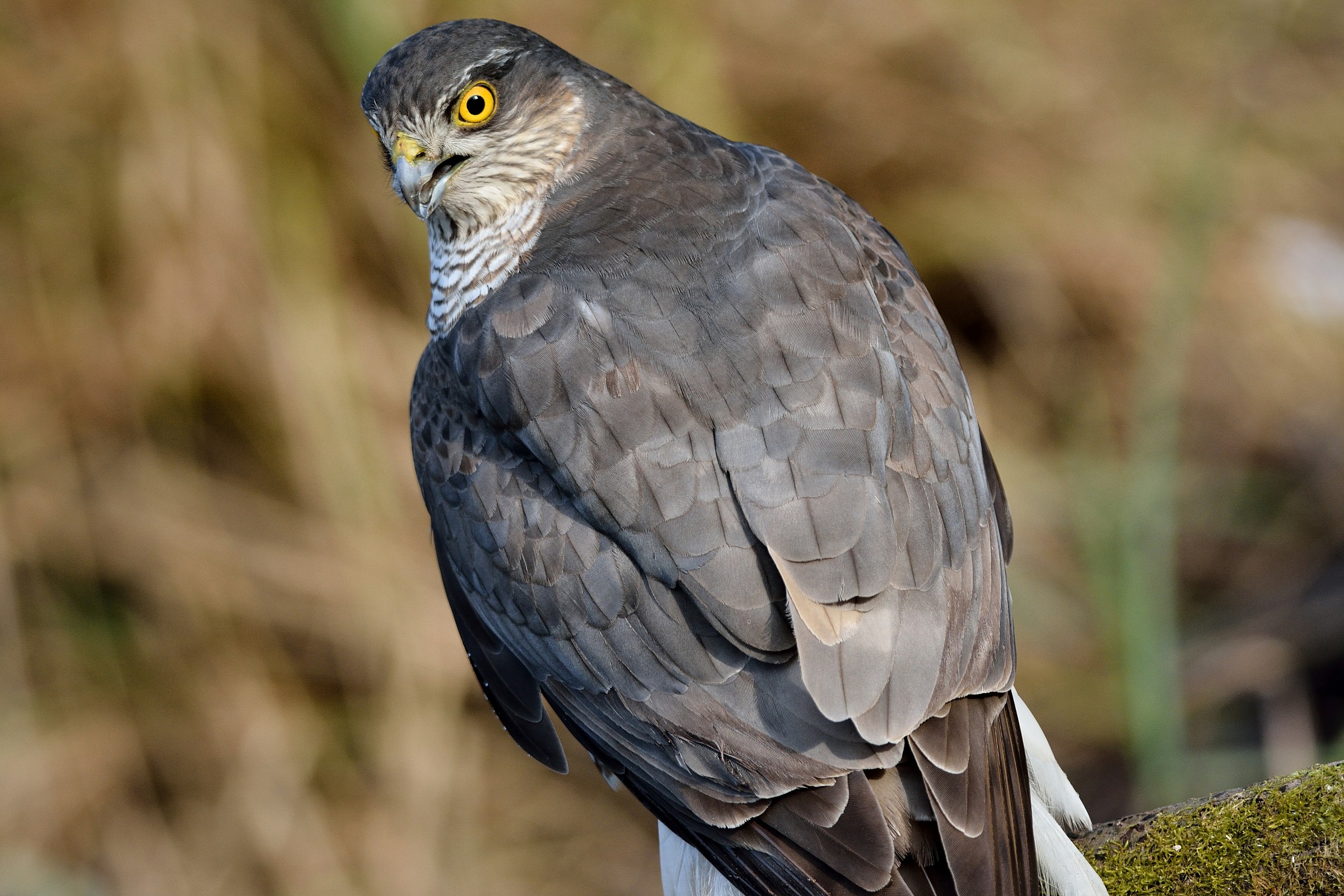 Ritratto di Sparviere femmina