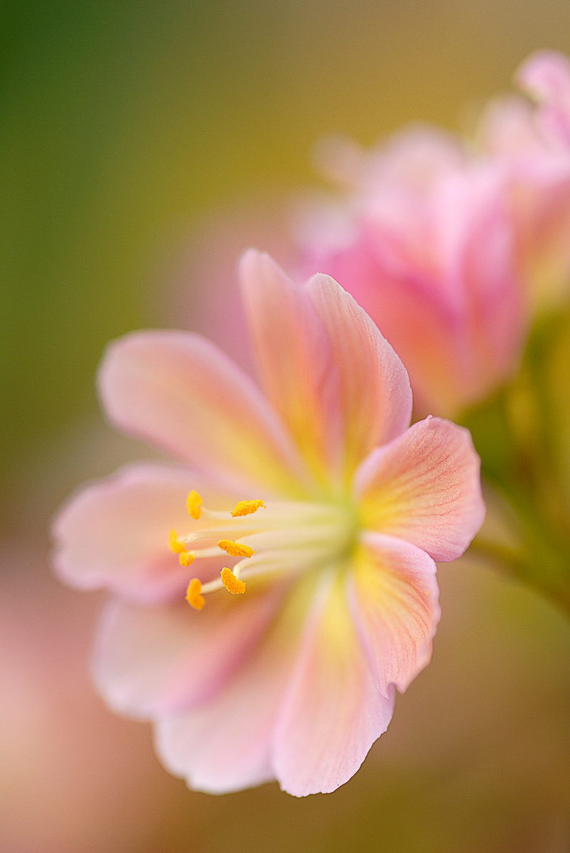 Lewisia