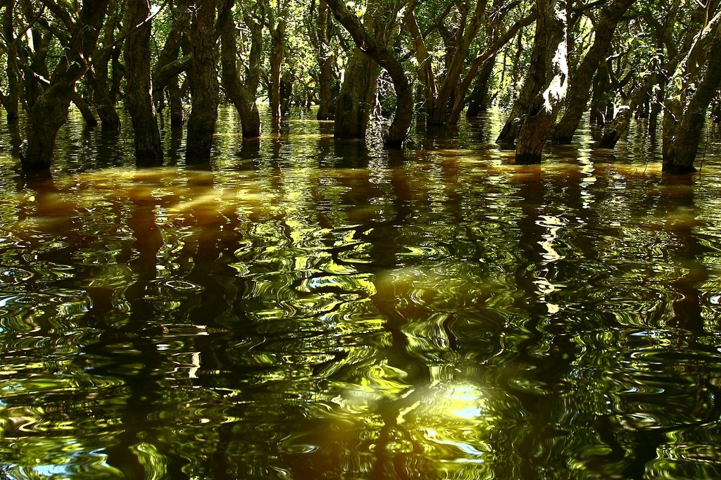 Mattina nella foresta di mangrovie.