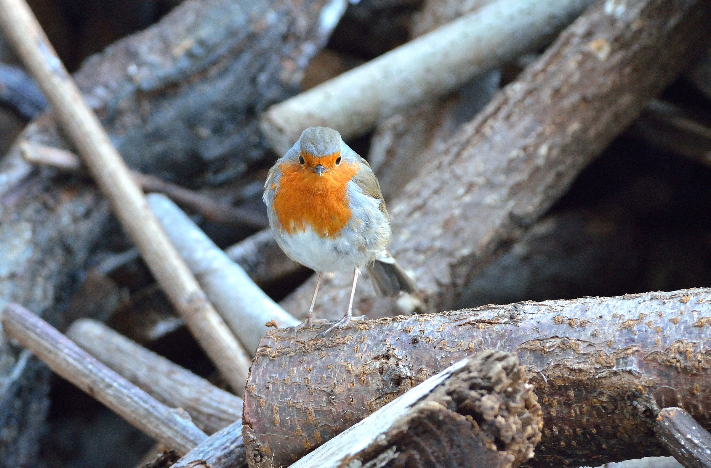 Straight in the eye!