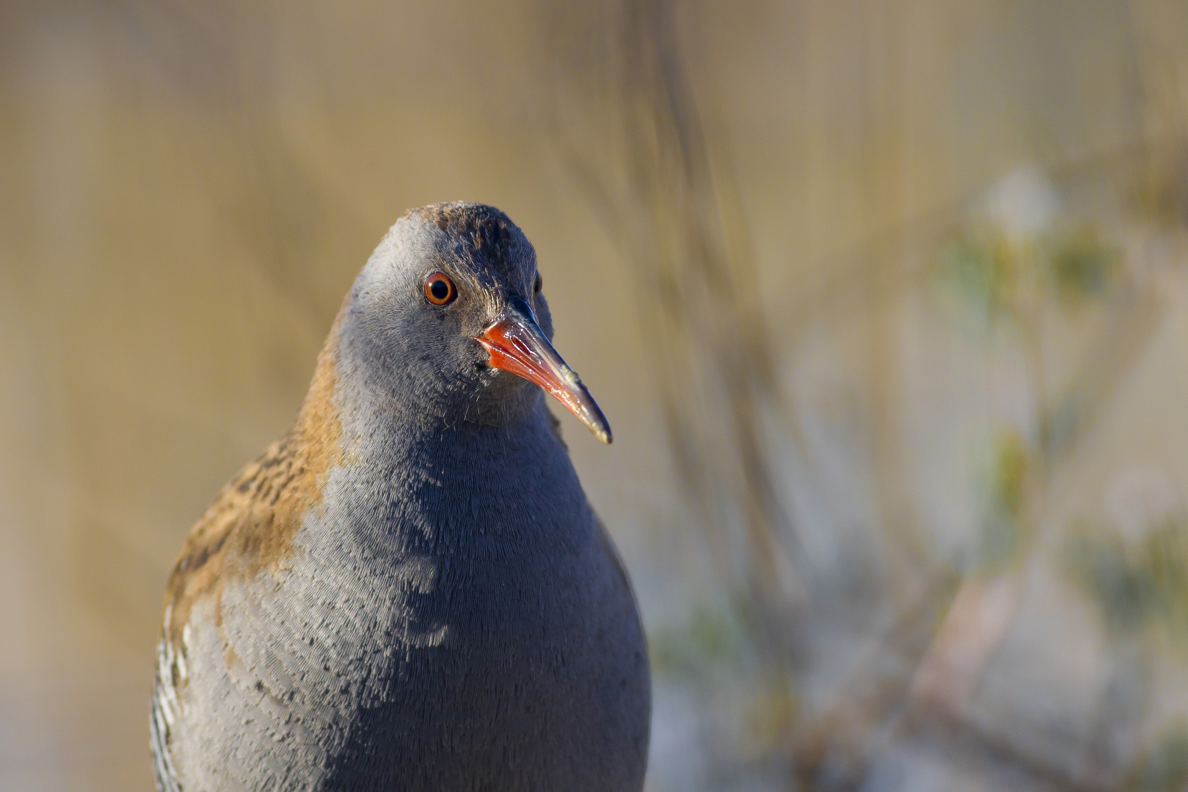 Face to face with the Water Rail