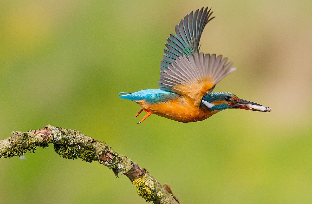 Martin...............!