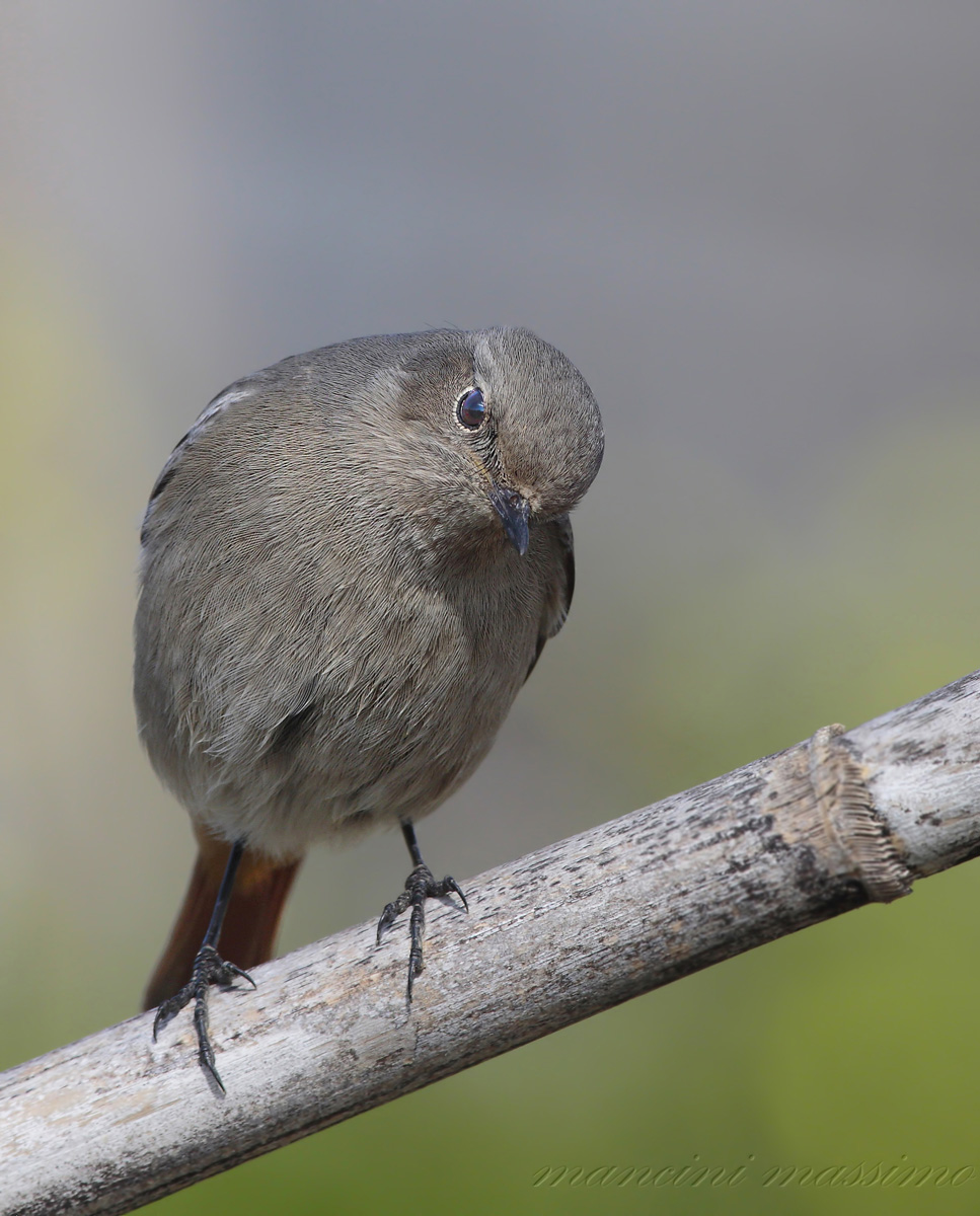 black redstart F (Black redstart)