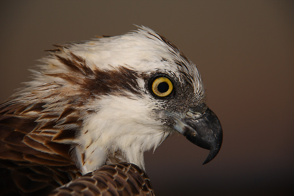 Falco Pescatore "Pandion haliaetus"
