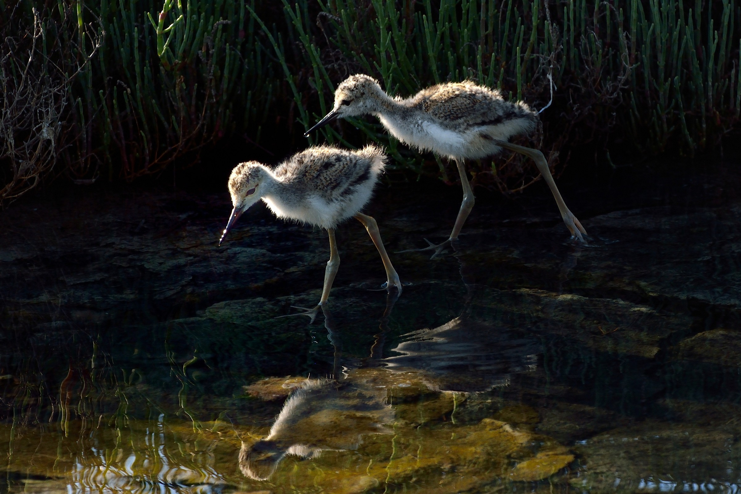 Piccoli di cavaliere d'Italia