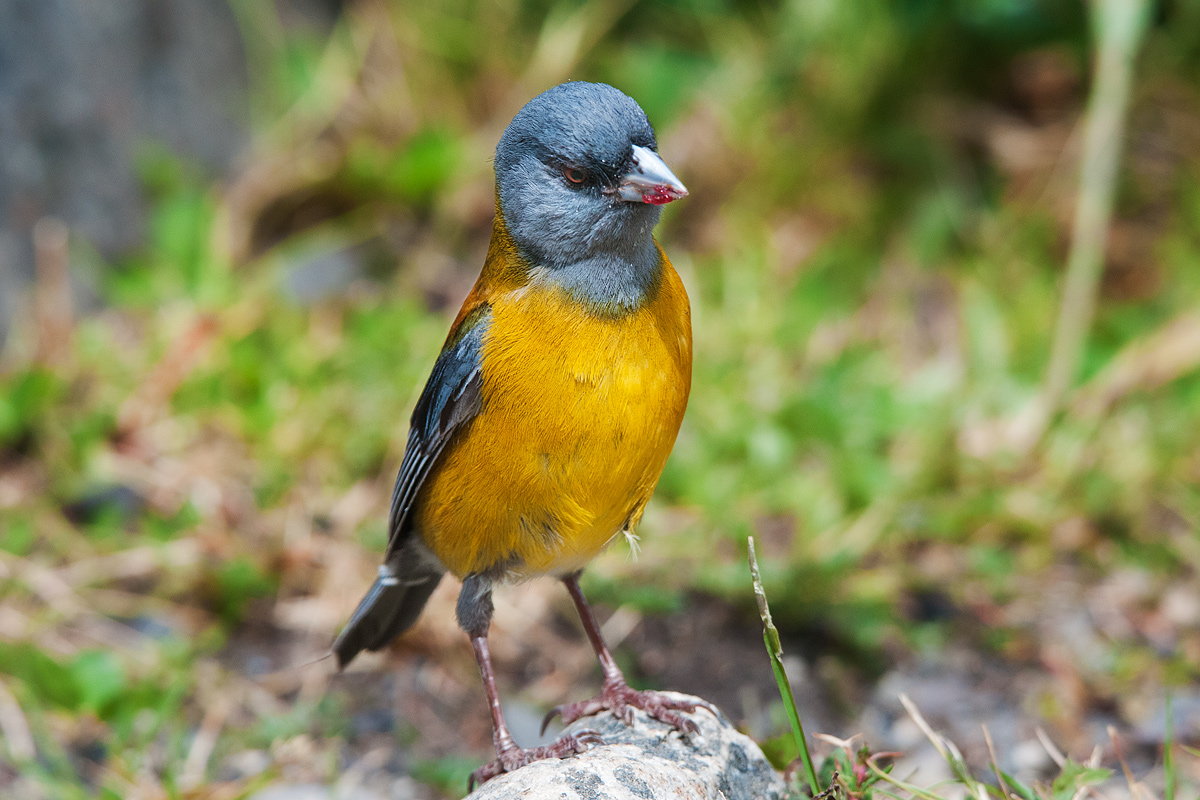 Fringuello della Sierra testagrigia (Phrygilus gayi)