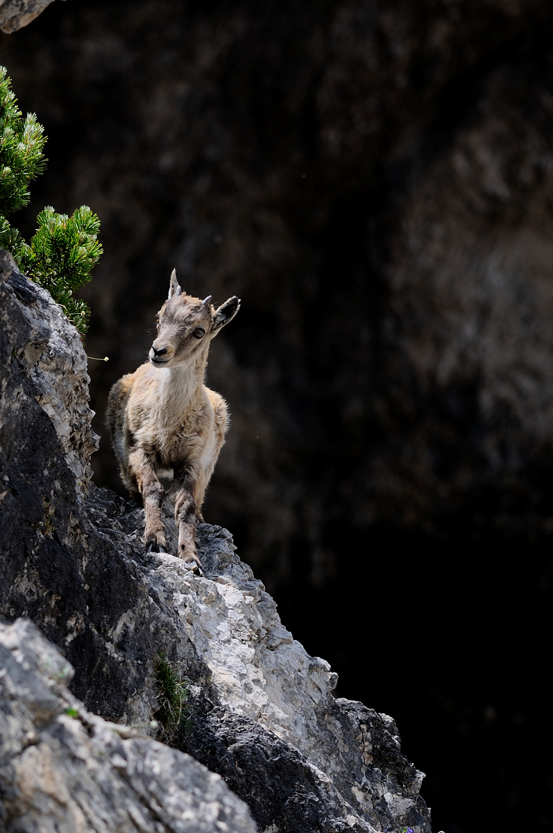 First acrobatics ...