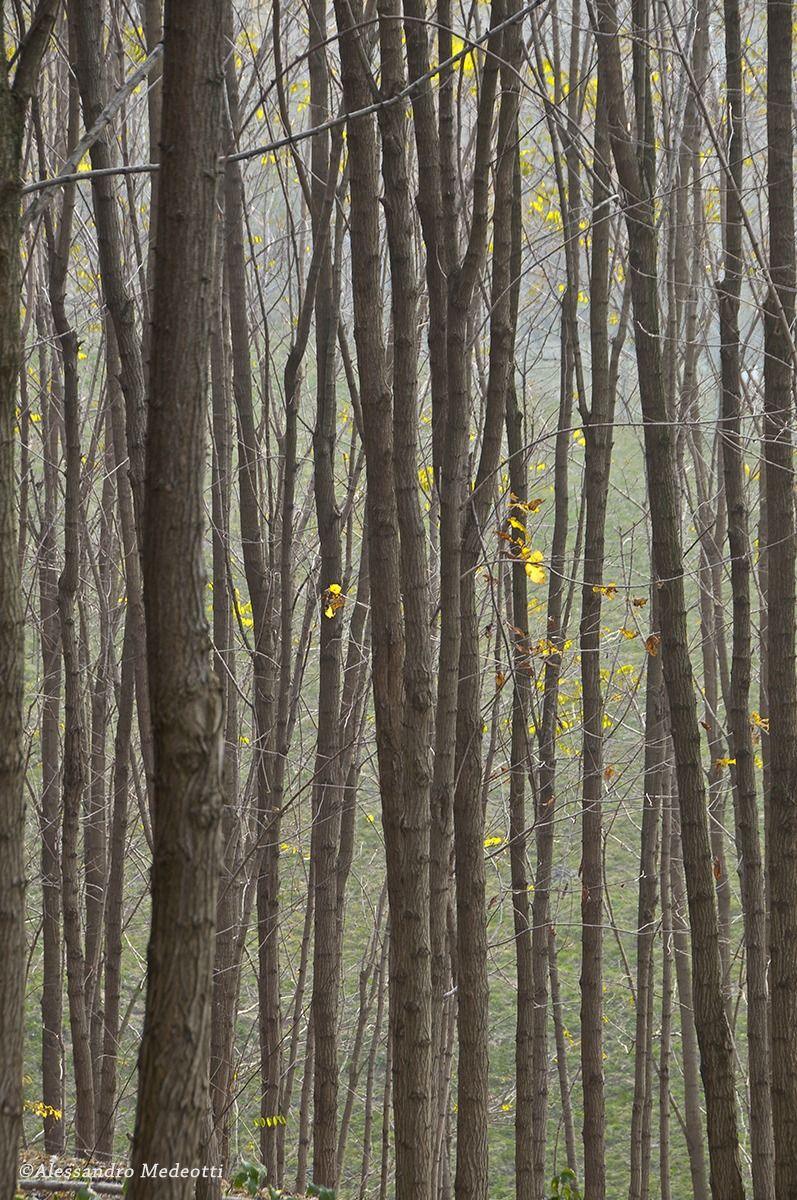 Laboratorio Montello #5