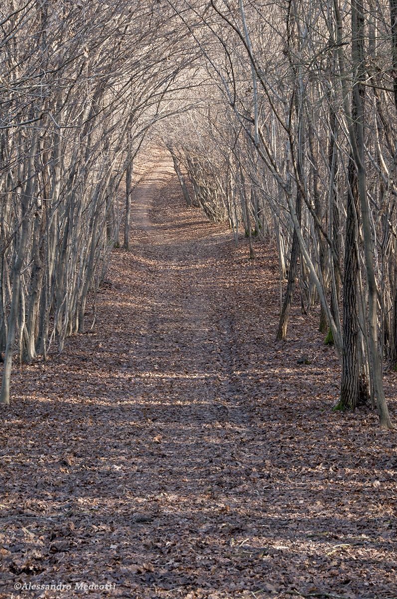 Laboratorio Montello #9