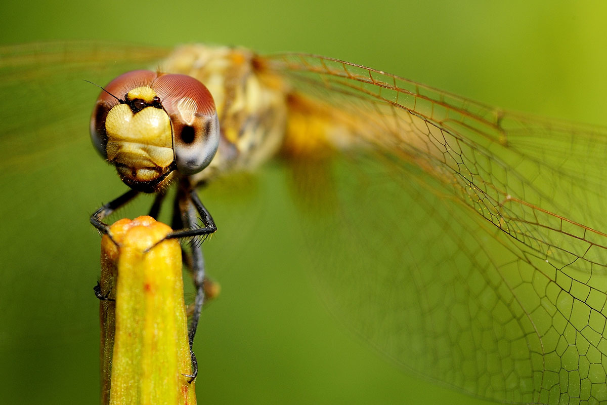 Libellula