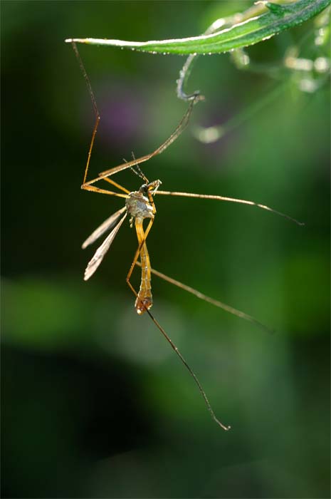 Tipula