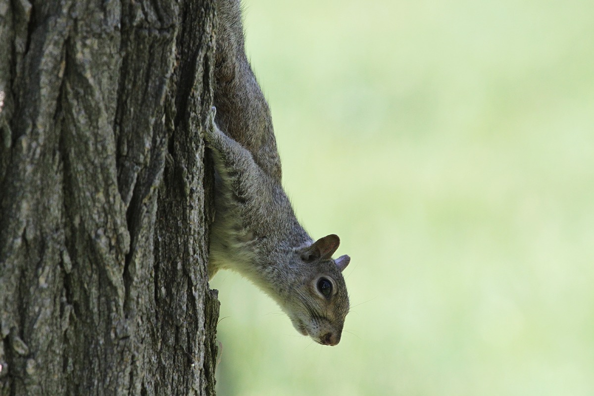 Squirrel