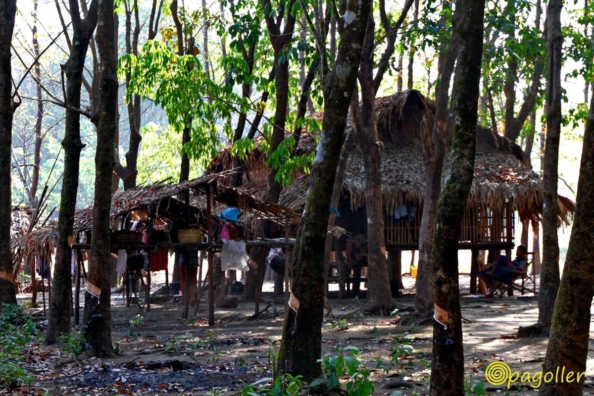 piantagione caucciù birmana