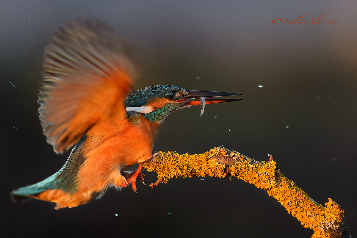 Martina in arrivo con pesciolino ultime luci