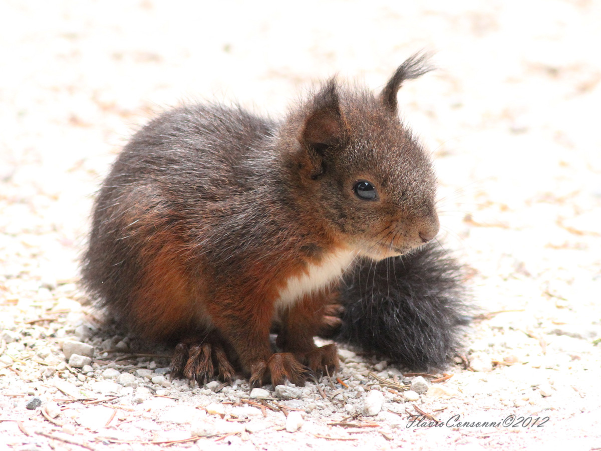piccolo Scoiattolo
