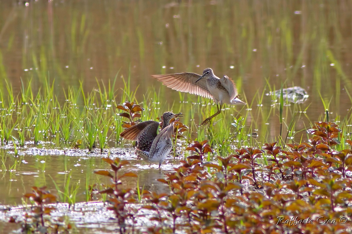Piro Piro Boschereccio
