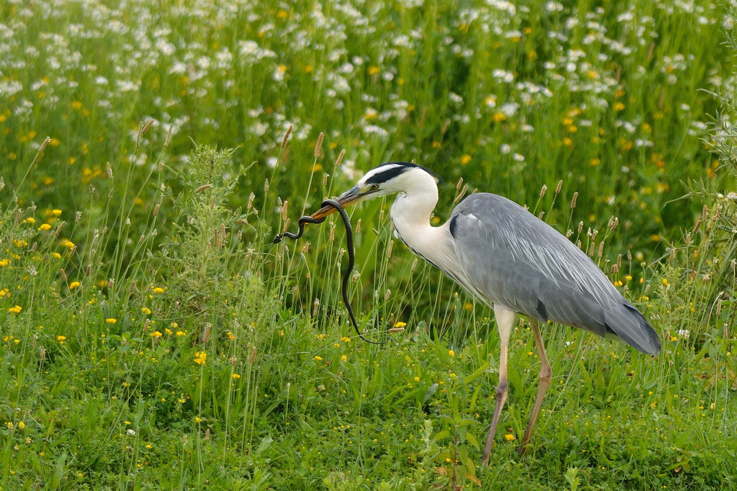 Heron with prey