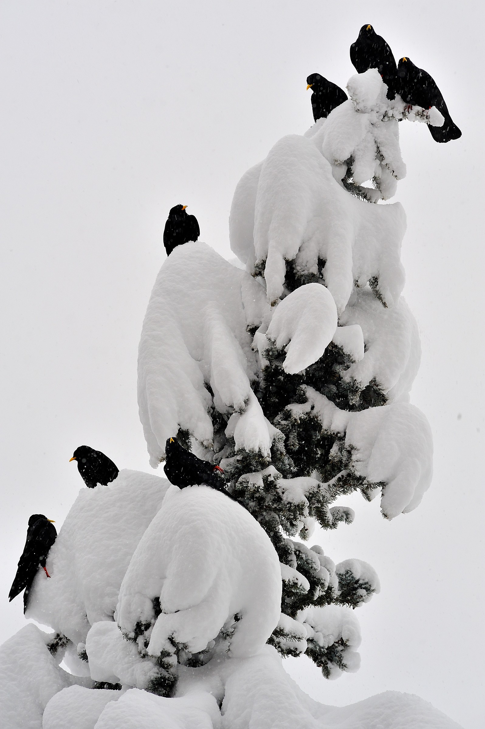 Alpine choughs