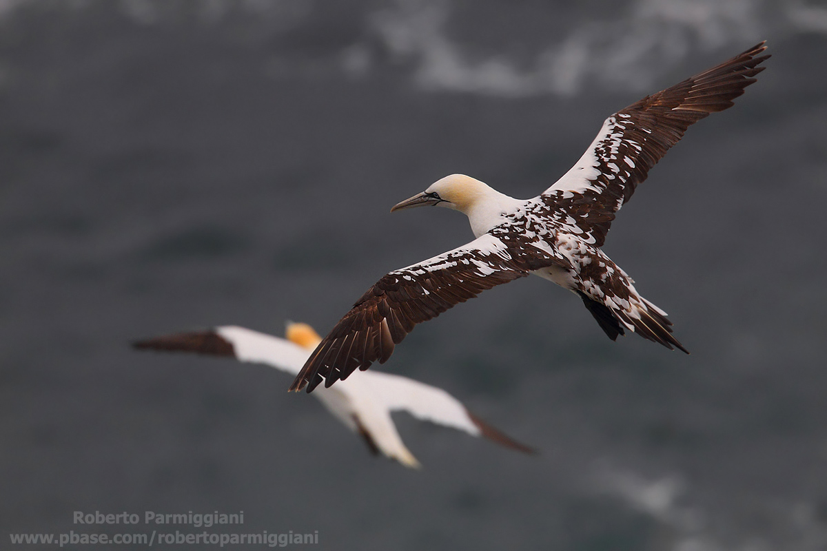 Raiders on the storm ...