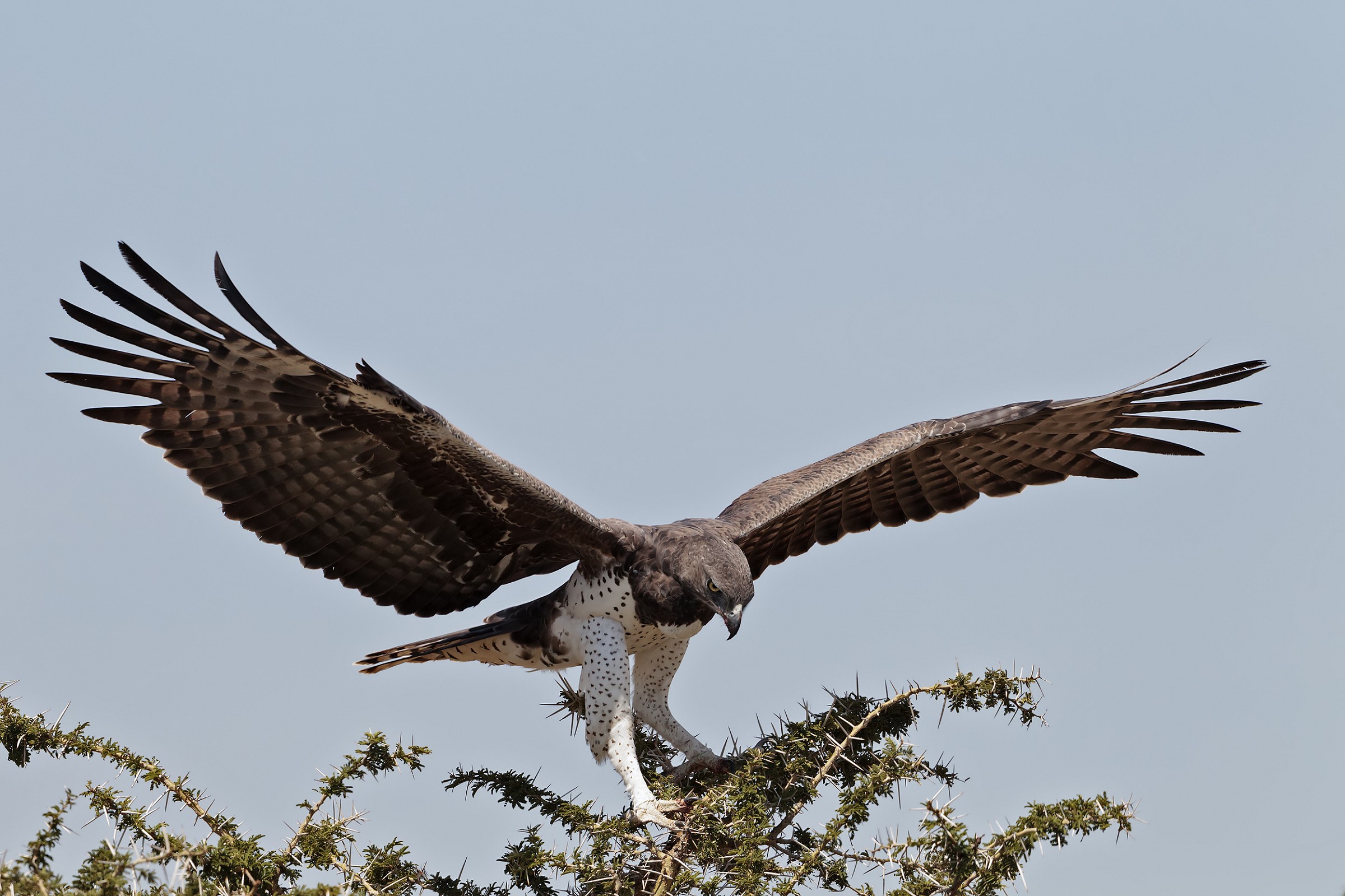 Martial Eagle