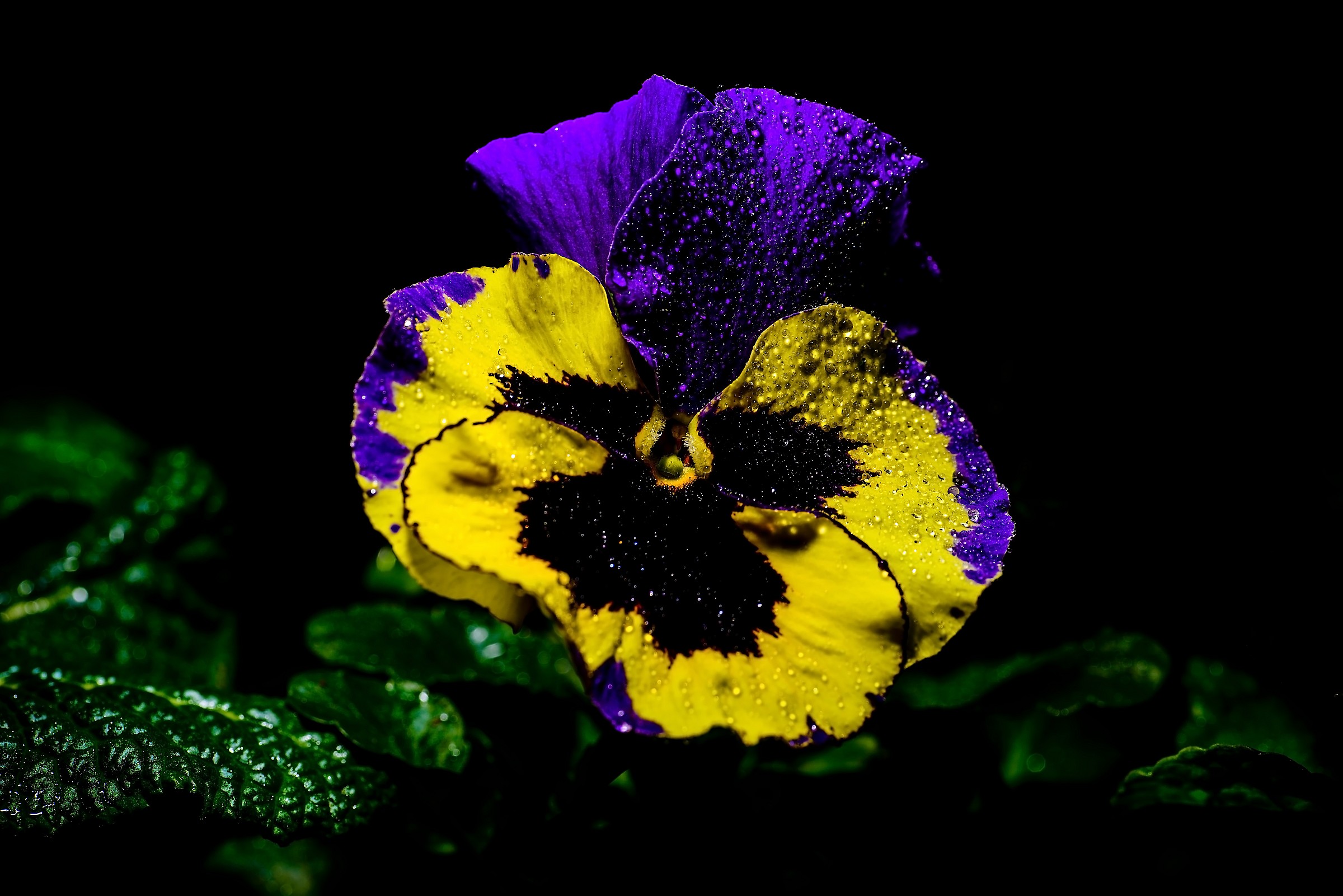 Primi segnali di Primavera