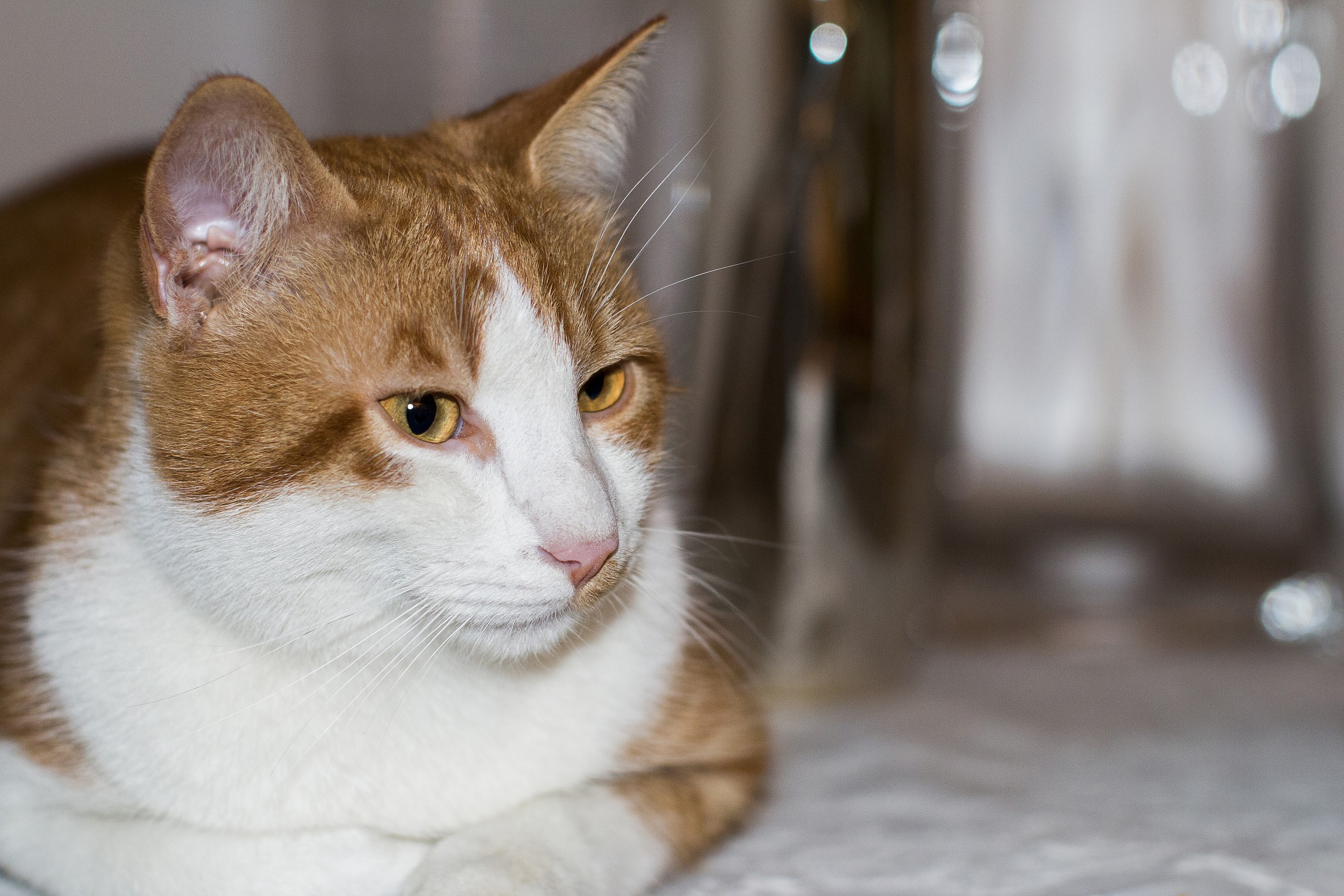 Il mio migliore amico? LUI