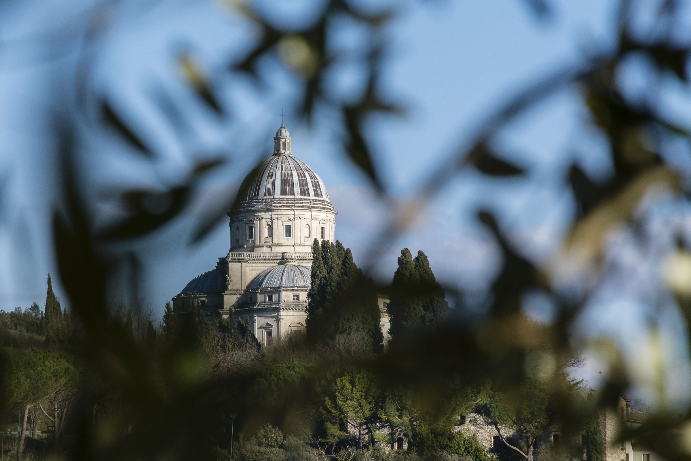 Among the olive trees