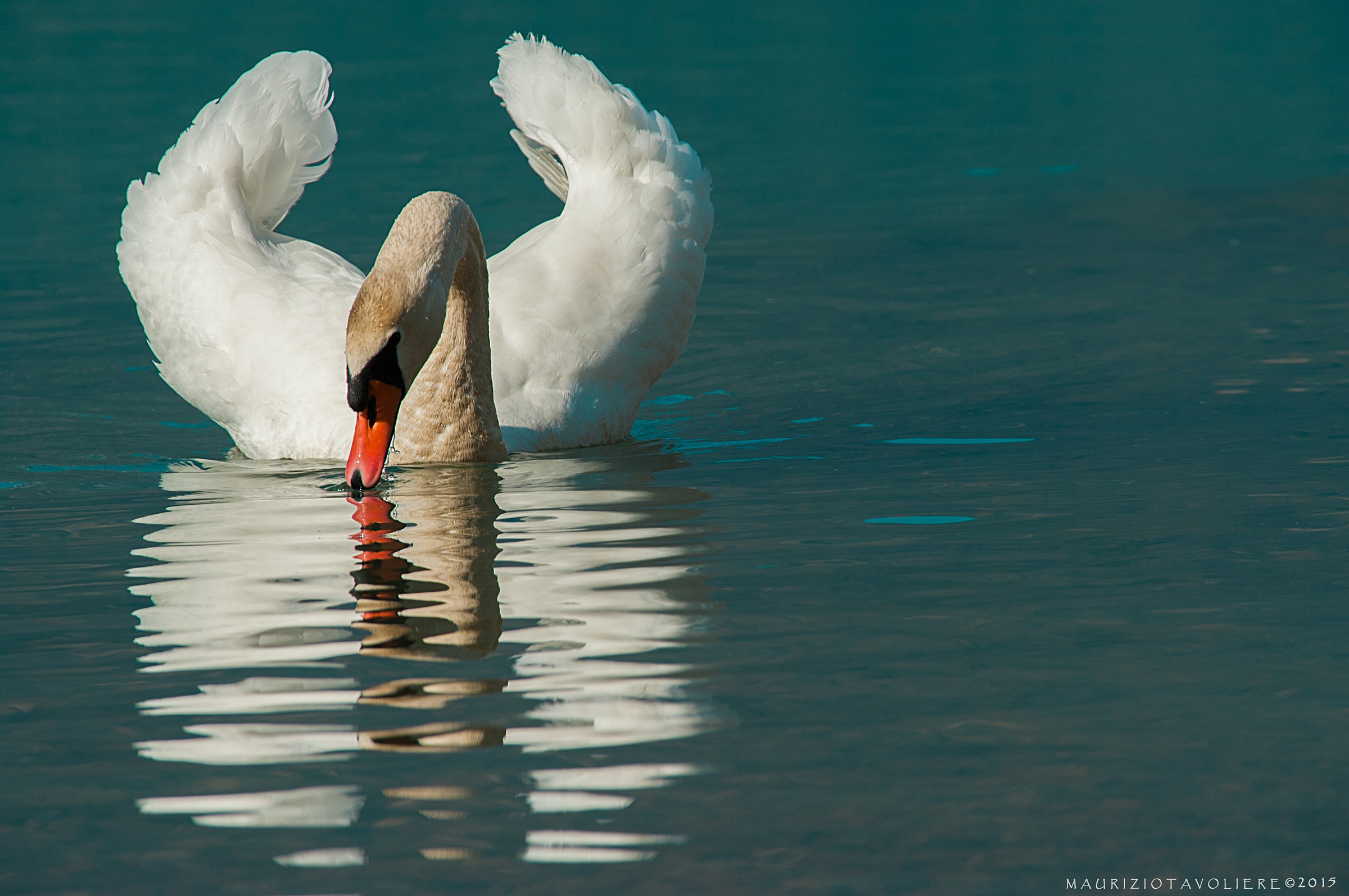 Il Narciso di Mezzola ..