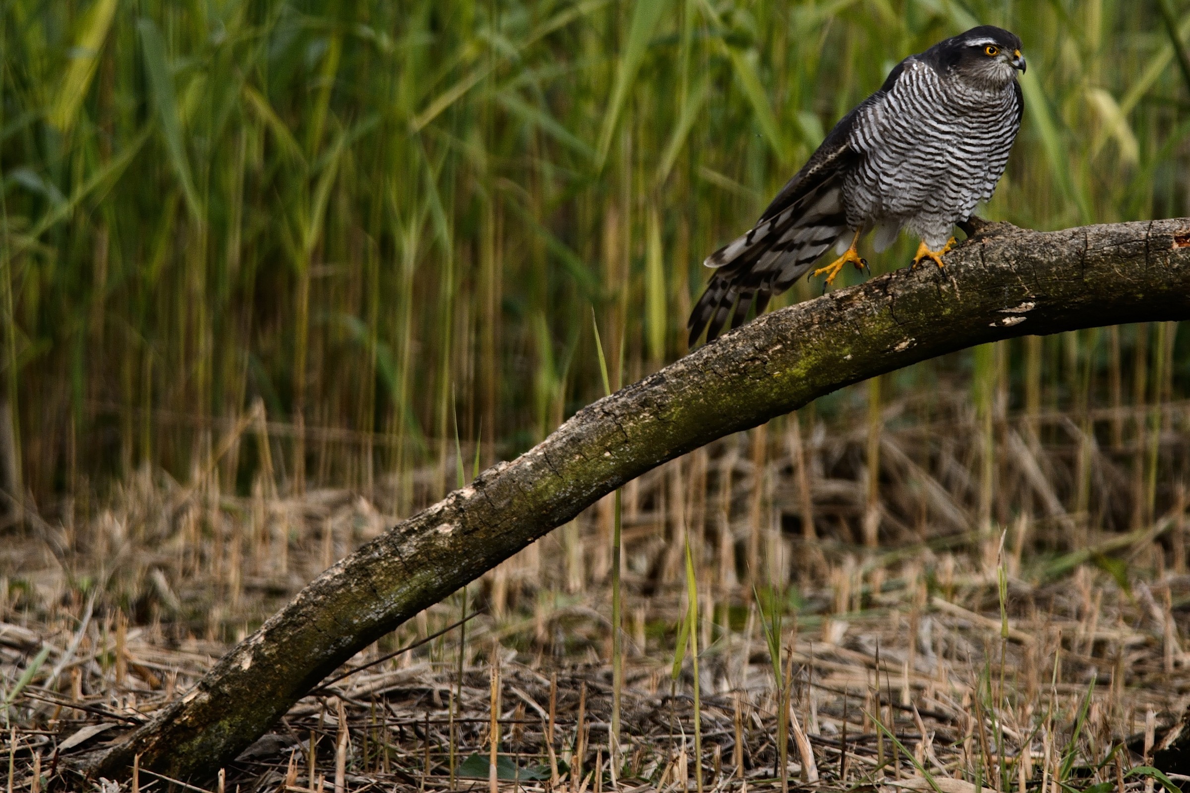 Stretching dello Sparviere