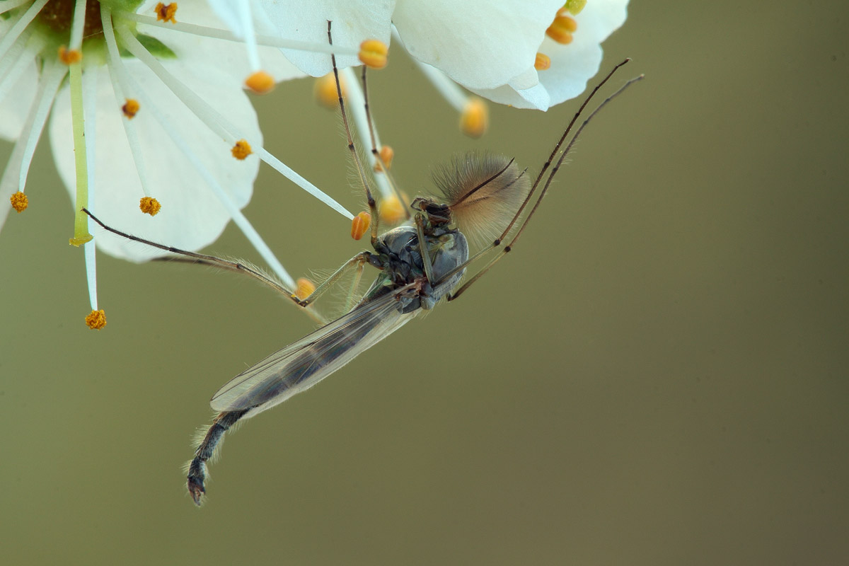 Diptera