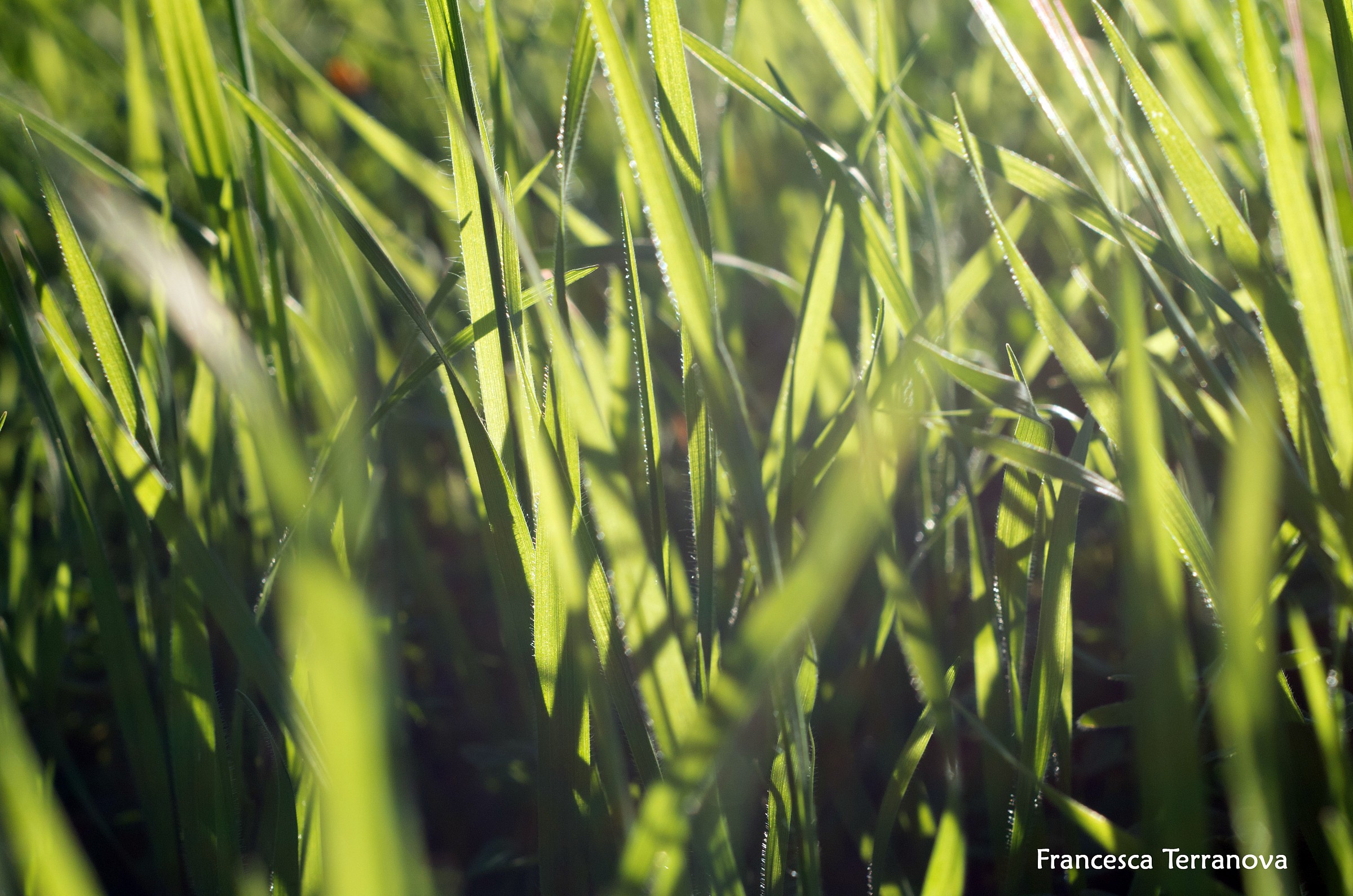 Grass and perfect light