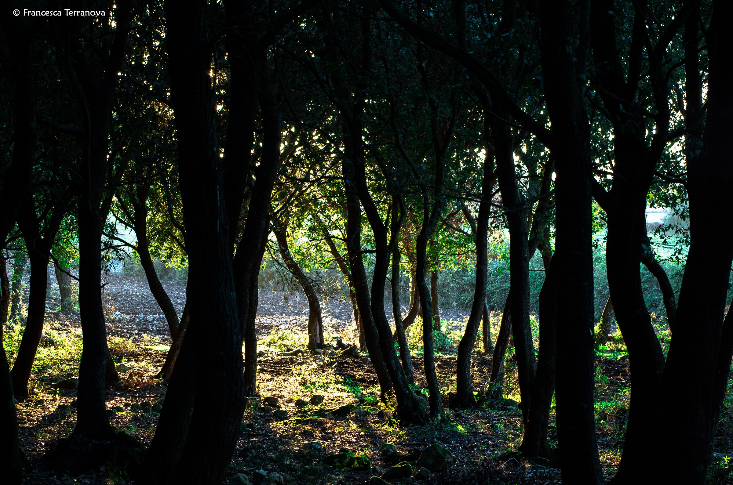 Forest Backlit