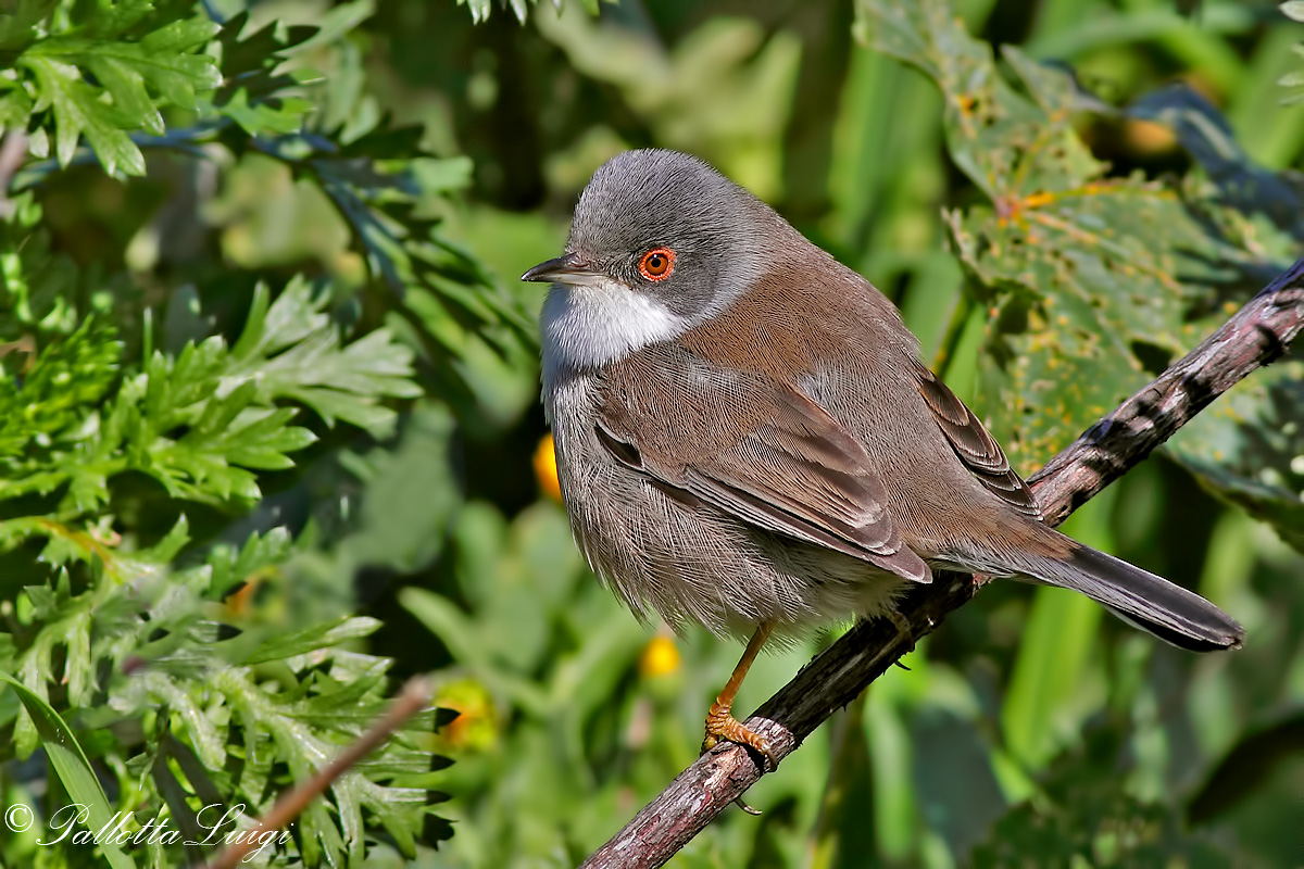 Warbler (Sylvia melanocephala)