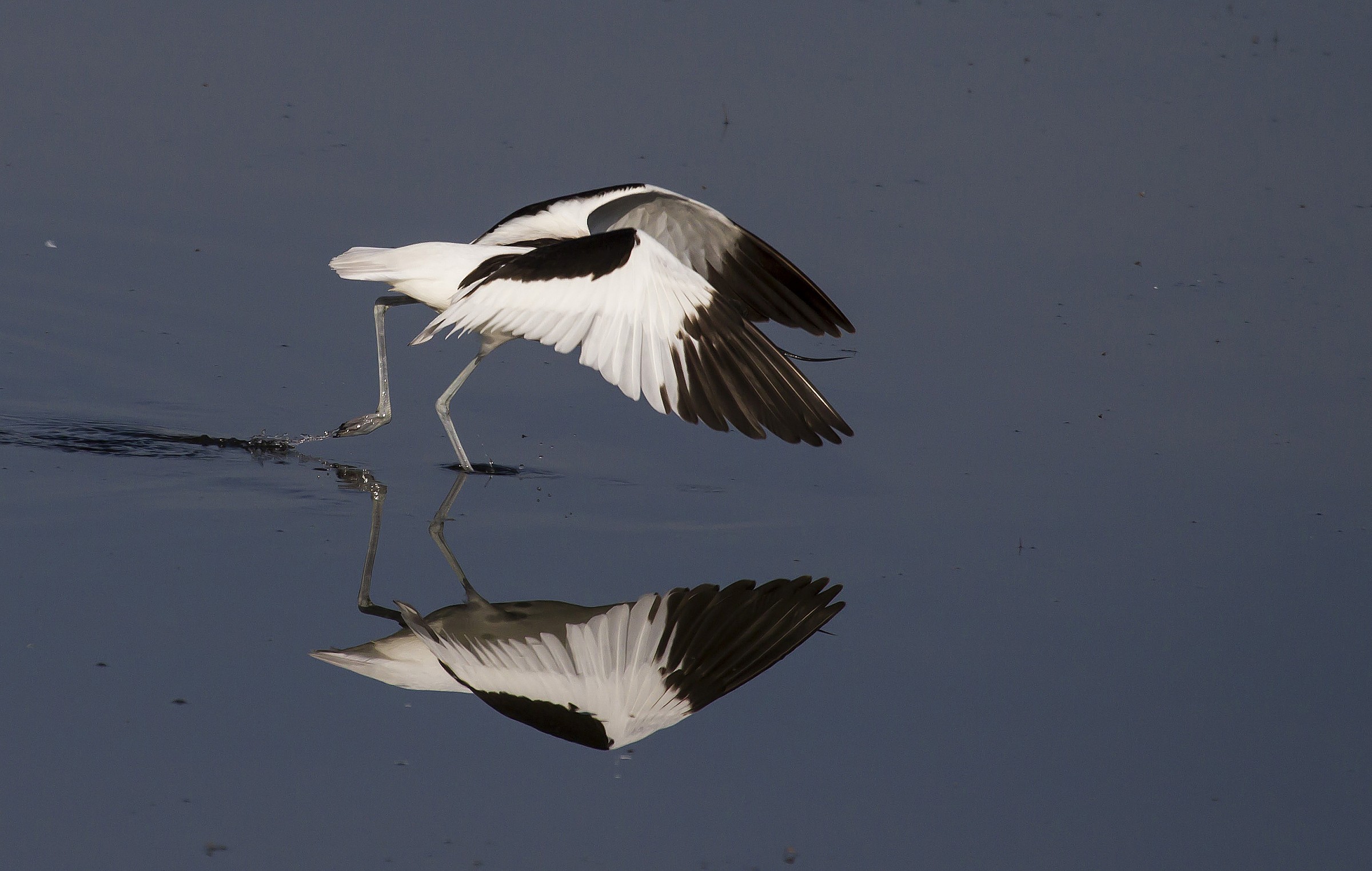avocetta