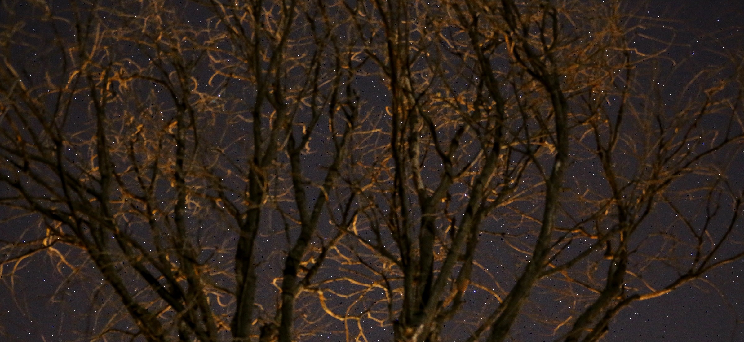 lovejoy between the branches