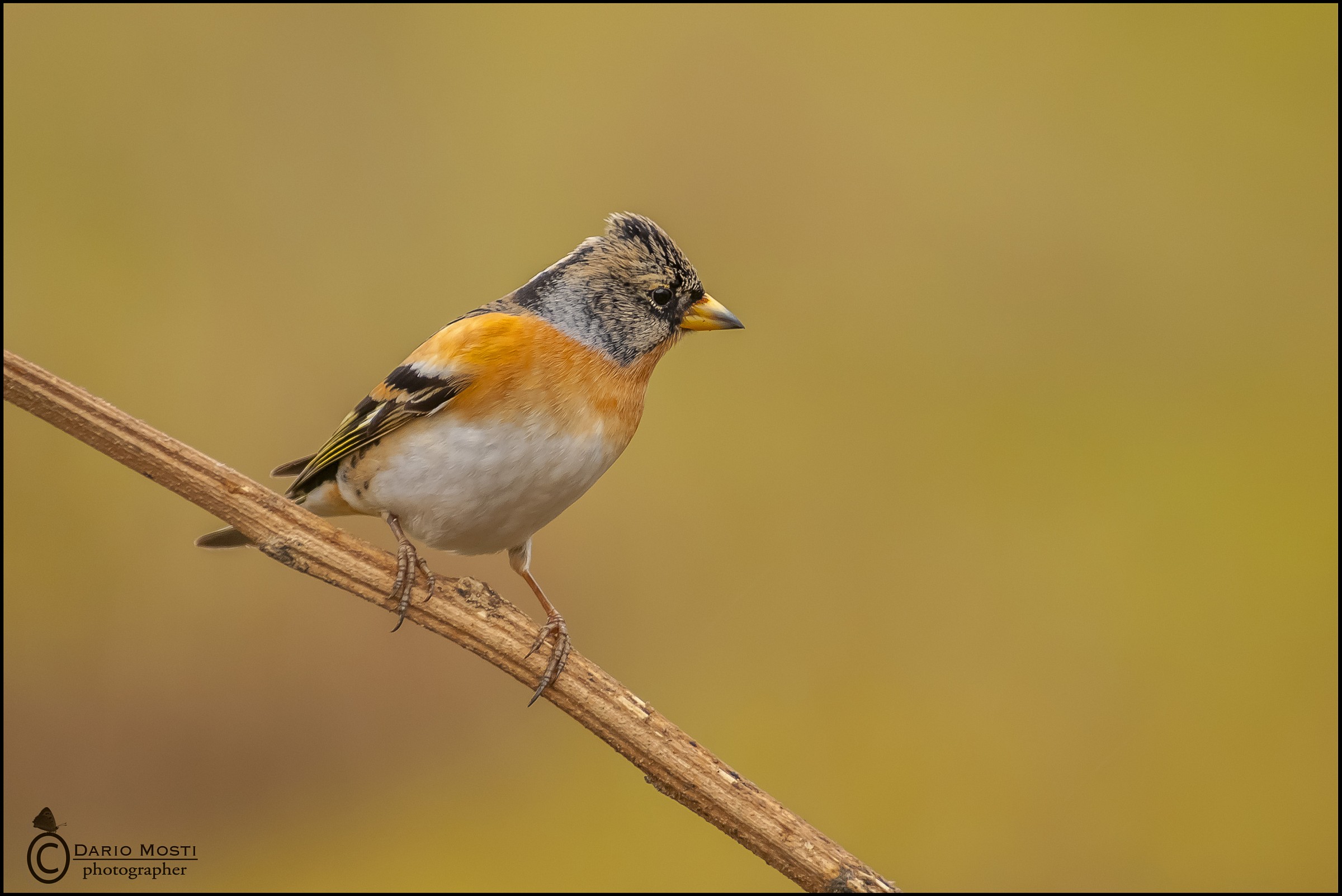 Male Brambling