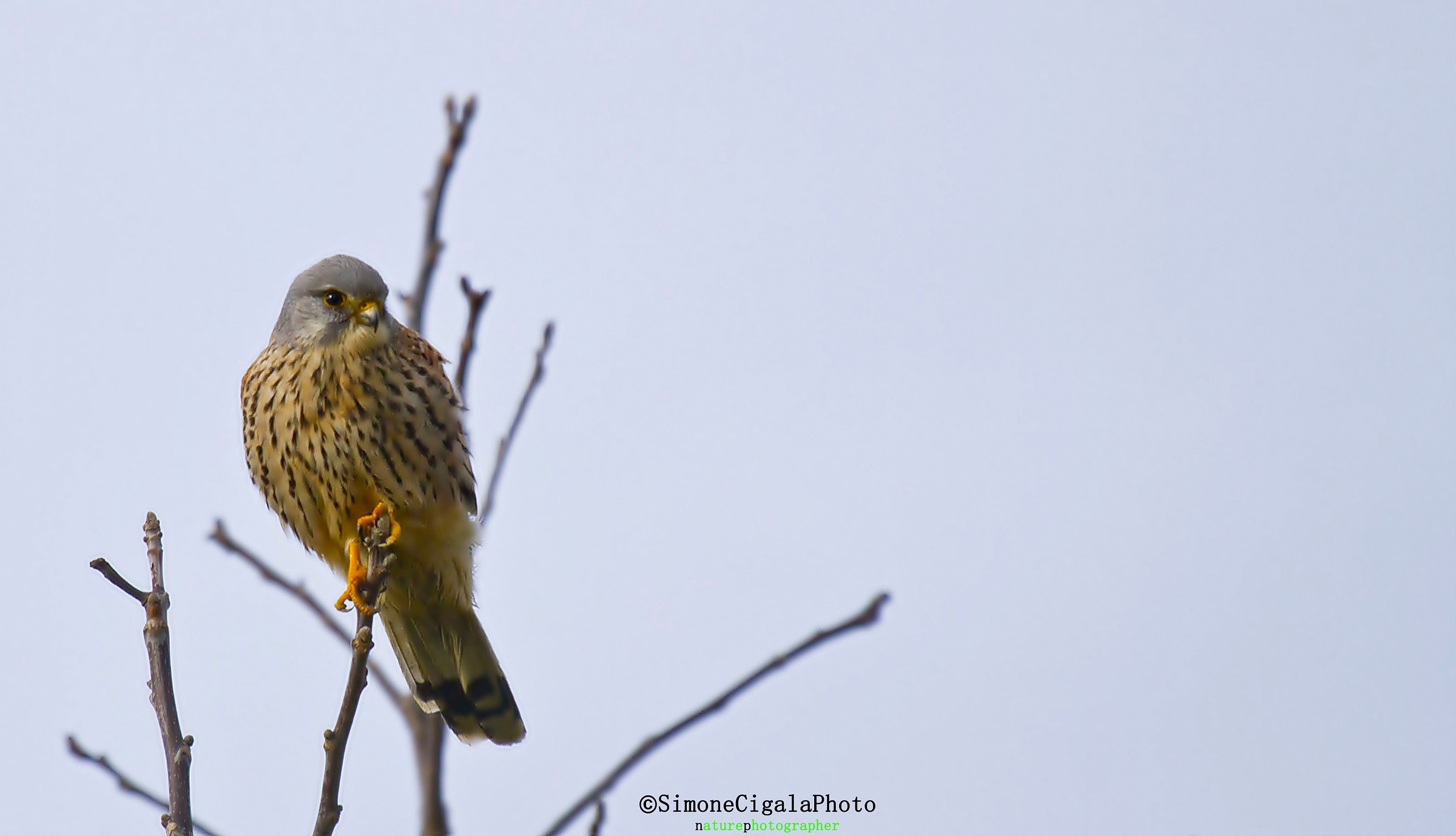 kestrel