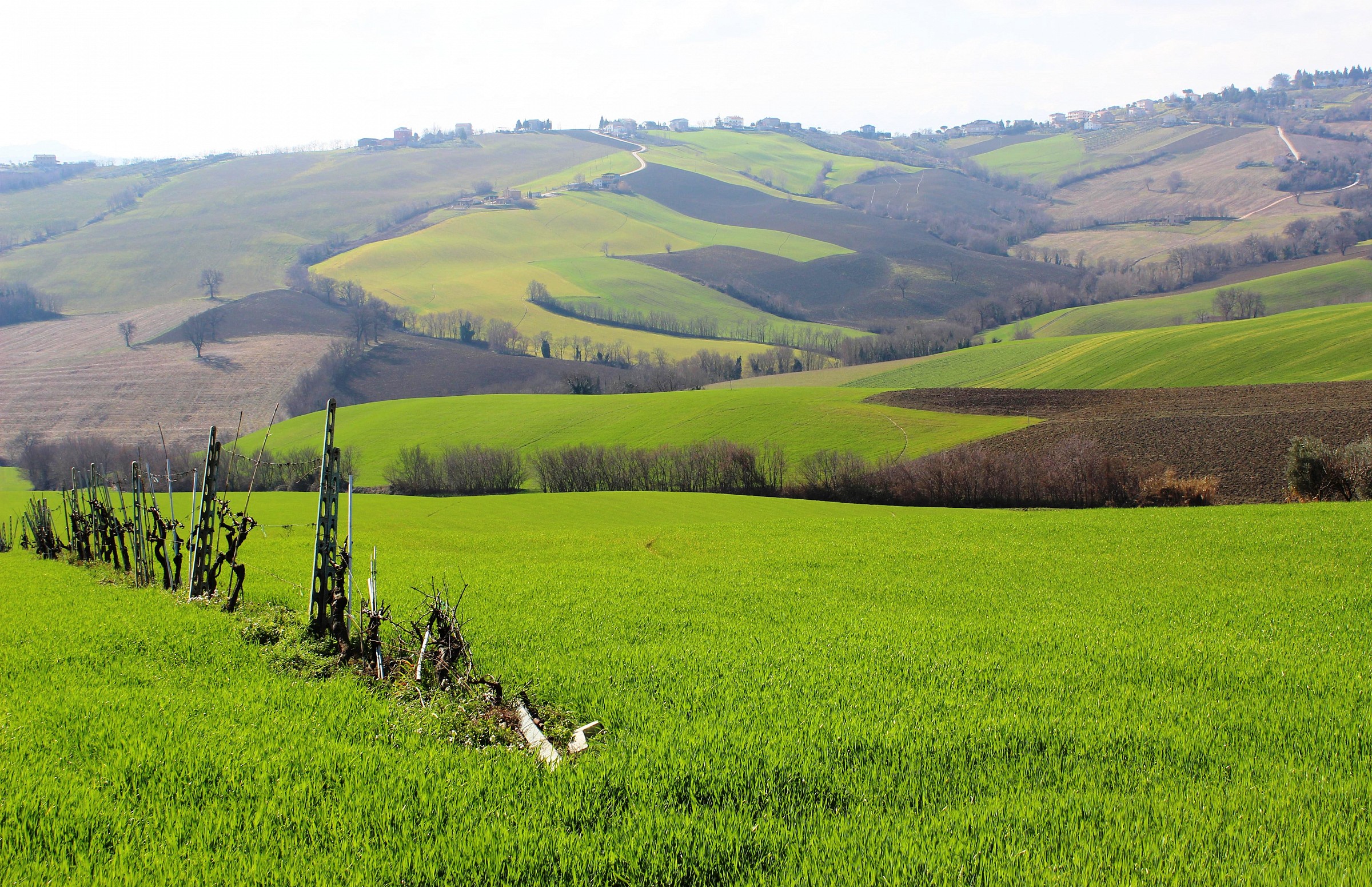 Hills of Macerata
