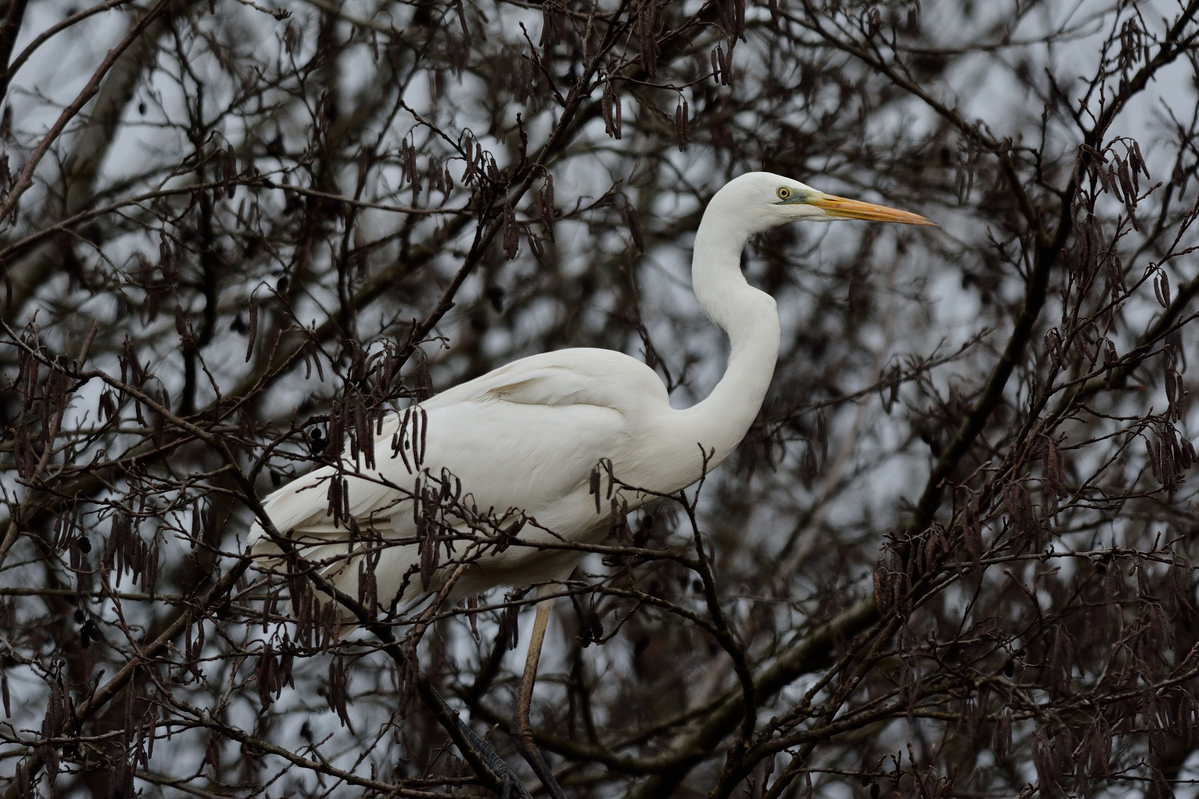 Great Egret in texture