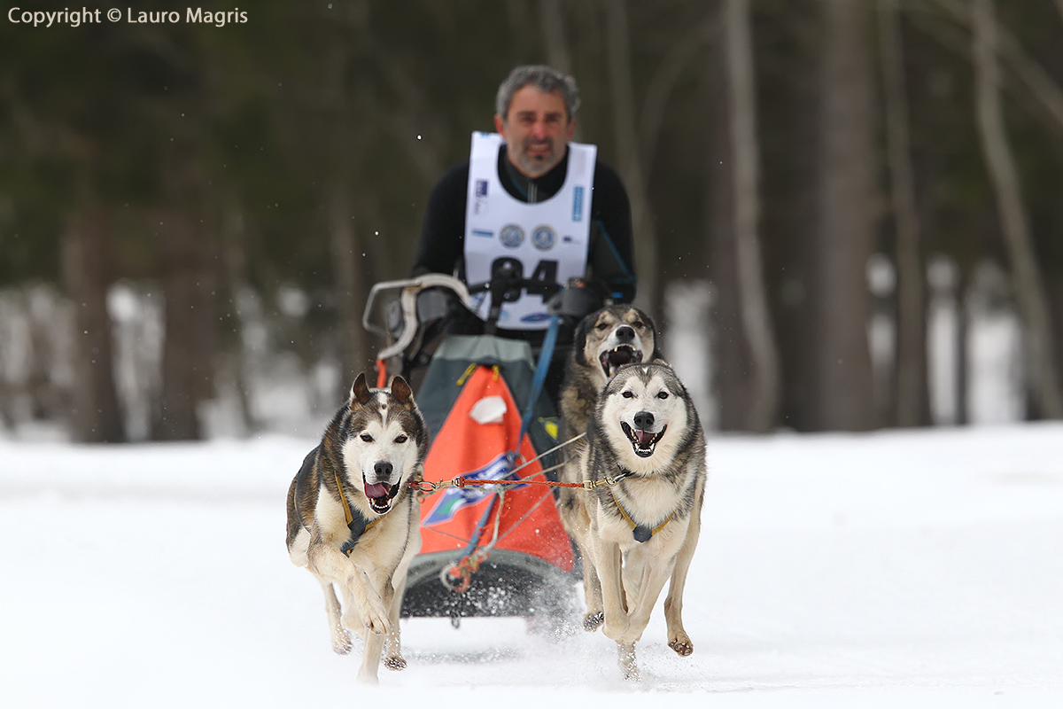 Dog Sledding
