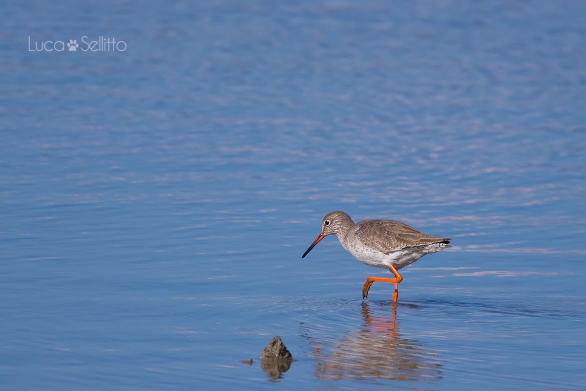 Redshank