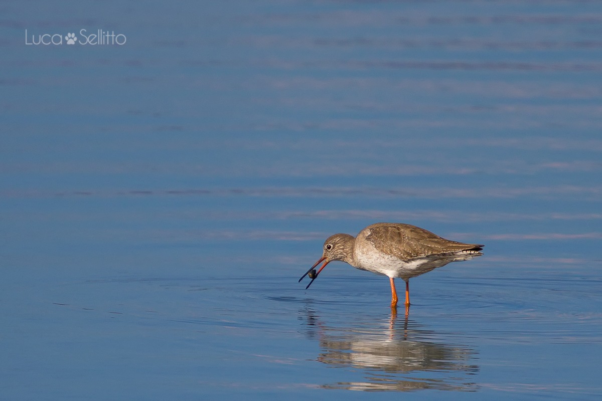 Redshank