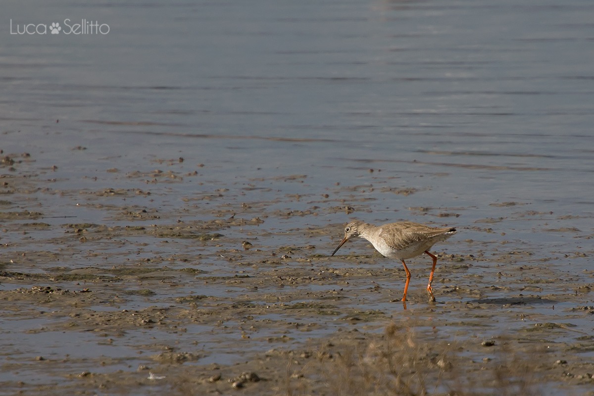 Redshank