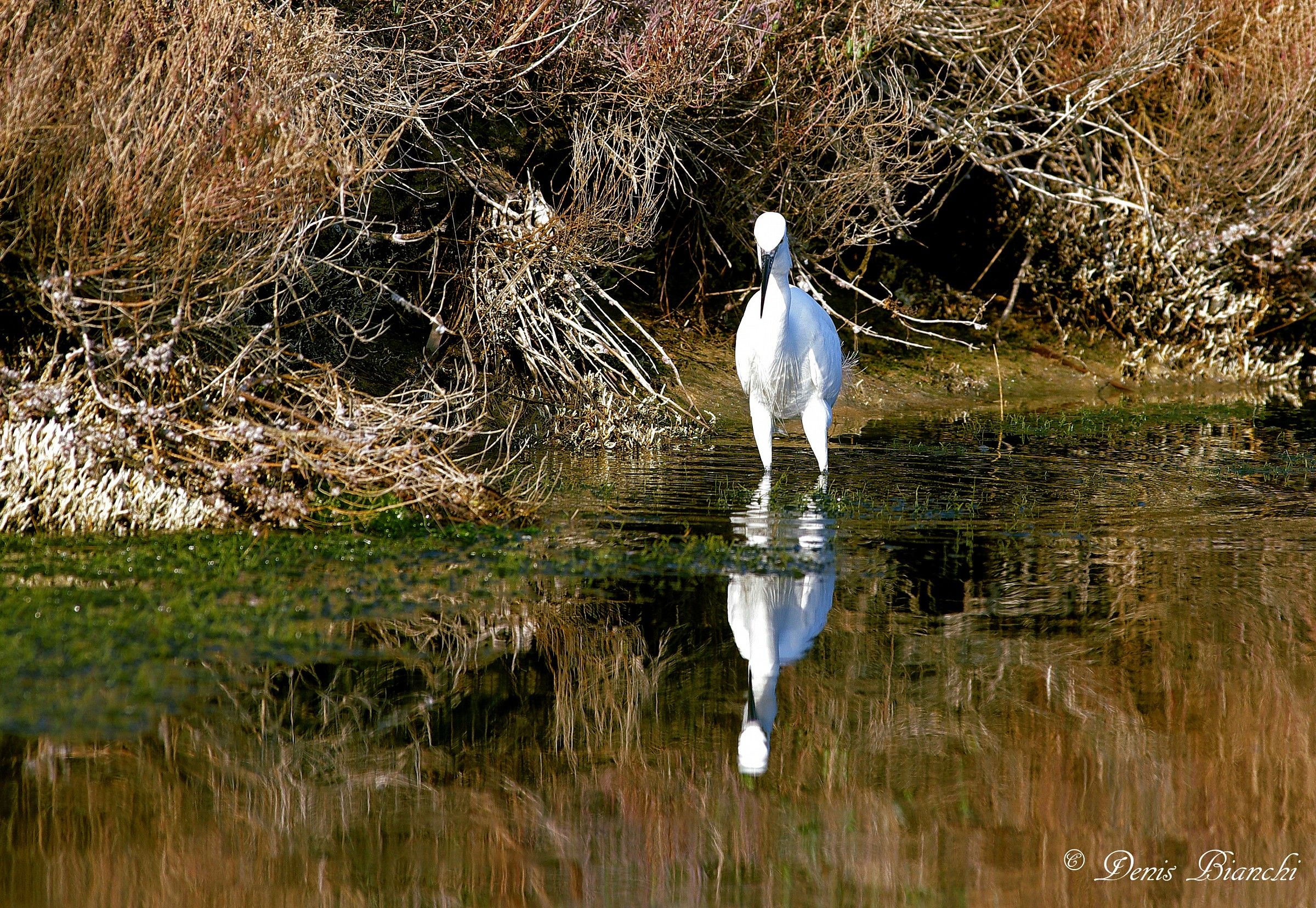 Egret