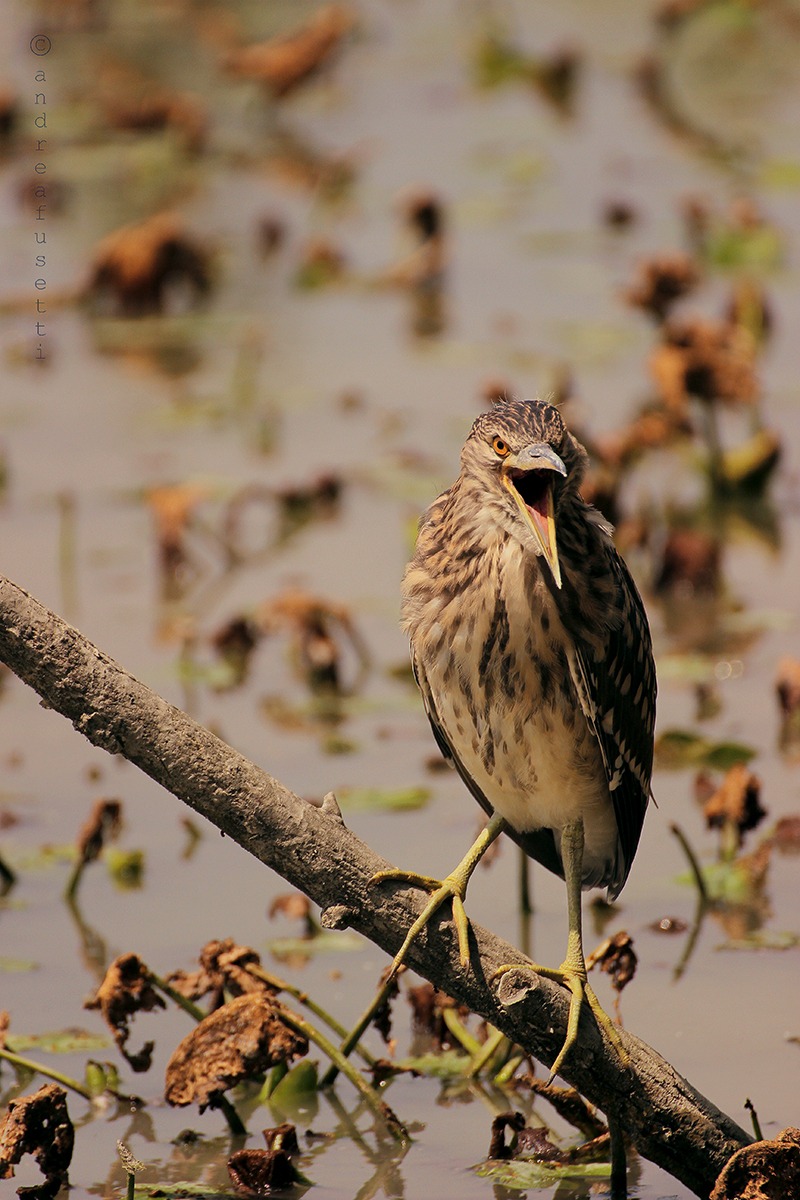 nycticorax nycticorax