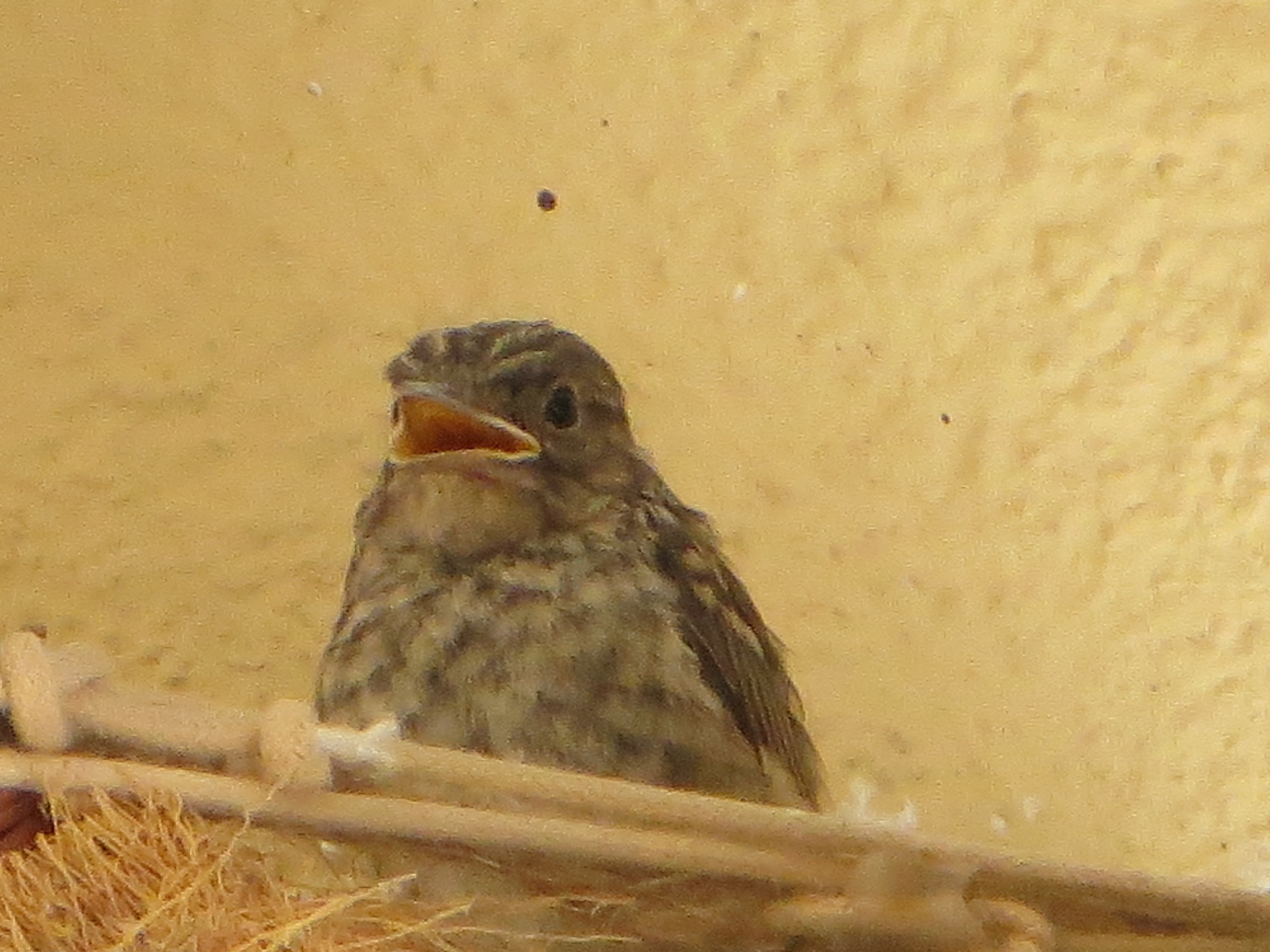 Il pulcino è cresciuto!